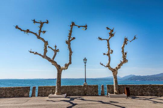 Decorative Sycamore trees at the seafront of Salo, Lake Garda, Italy