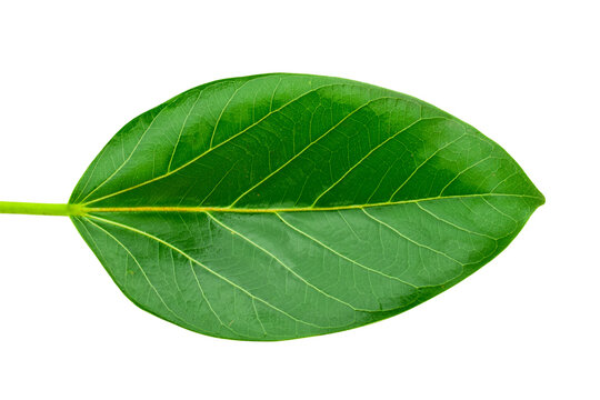 banyan tree leaves isolated on white background. natural green leaf