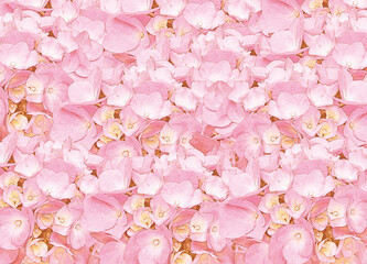 一面を埋め尽くすあじさいアジサイ紫陽花の花びら満開の背景素材ピンク