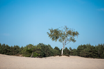 samotna brzoza na środku śródlądowej pustyni