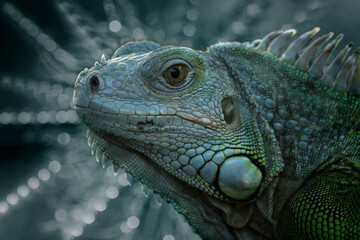 Fototapeta premium iguana on a tree