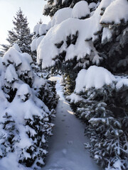 Fototapeta na wymiar A path with footprints in the snow in a spruce forest. Snow covered trees. Beautiful winter snow background. 