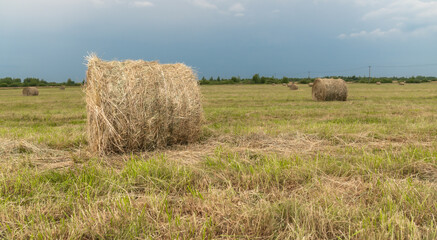 hay in rolls on the field, against the background of a blue sky with clouds