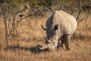Obraz premium White rhinoceros (Ceratotherium simum), Hluhluwe – imfolozi Game Reserve, South Africa.