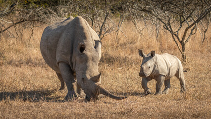 Fototapeta premium White rhinoceros with a calf (Ceratotherium simum), Hluhluwe – imfolozi Game Reserve, South Africa.