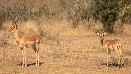 Naklejka na ściany i meble Portrait of a male and female impala (Aepyceros Melampus), Hluhluwe – imfolozi Game Reserve, South Africa.