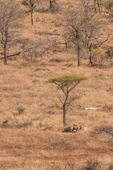 Obraz premium Warthogs (Phacochoerus africanus) eating under a tree, Hluhluwe – imfolozi Game Reserve, South Africa.