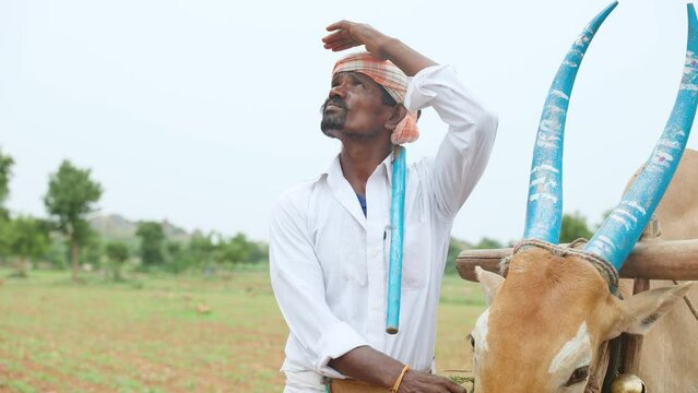worried Indian farmer with cattle looking up on sky for rain to harvest or crop cultivation at agriculture farmland - concept of climate change, irregular monsoon rains and environment