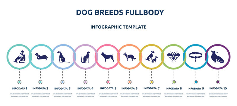 dog breeds fullbody concept infographic design template. included hughing dog, bas hound, pointer dog, egyptian cat, french bulldog, collie, and doggie, psocoptera, corgi icons and 10 option or