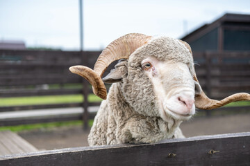 Portrait of a sheep ram in a pen on an eco-farm. Purebred sheep. A ram's head behind a wooden fence.