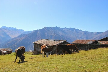 Cows feeding on Sal Plateau in Rize, Kaçkar Mountains