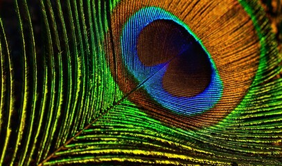 Peacock feather close up. Peafowl feather. Bird feather. Mor pankh. Abstract background. Janmashtami background. Feather. Wallpaper.