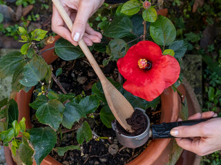 Close-up view of a woman's hands recycling coffee grounds to fertilize a red hibiscus plant