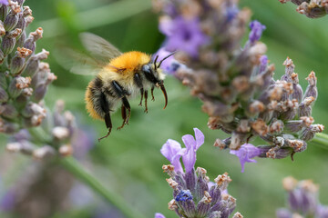 Biene im Flug