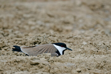 brütender Spornkiebitz // breeding Spur-winged lapwing (Vanellus spinosus) - Axios Delta,...