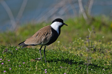 Spornkiebitz // Spur-winged lapwing (Vanellus spinosus) - Axios Delta, Griechenland