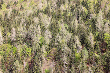 Forest background. Wild deep centuries-old alpine forests