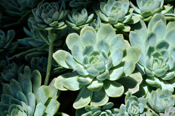 The close-up of succulent plants