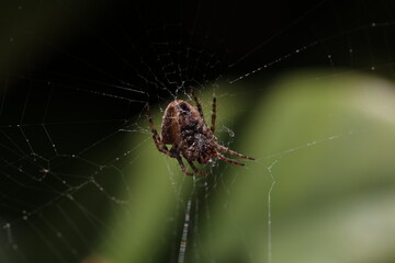 The spider weaves a web and hunts for insects