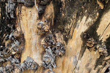 Unique texture on tree tunk