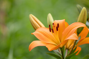 黄色いユリの花