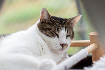 眠る猫　キジトラ白