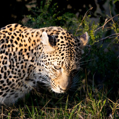 Plakat leopard roaming freely in the wild of Africa