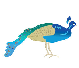 Beautiful blue peacock vector