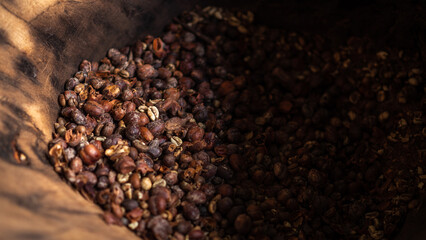 Coffee beans, unpeeled and unroasted coffee beans after harvesting on a coffee plantation. stages of coffee processing