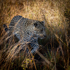 Young male leopard in the wild