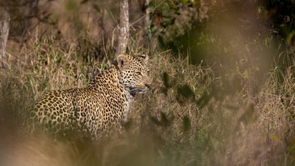 Young male leopard in the wild