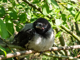 Close-up shot of the juvenile hooded crow (Corvus cornix) with dark plumage with blue and grey eyes sitting on a branch in a tree among green leaves with backlight