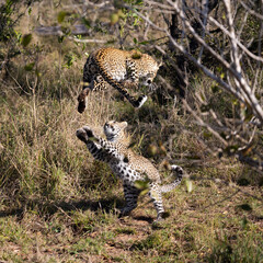 playful leopard cub and mother © Jurgens