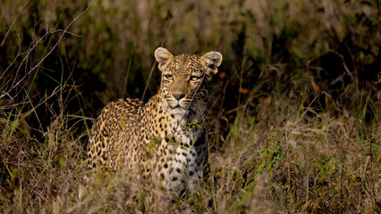 Fototapeta na wymiar leopard roaming freely in the wild of Africa