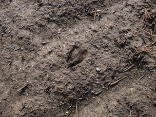 Close-up of footprints of roe deer (Capreolus capreolus) in deep and wet mud in the ground. Tracks of animals on a walking trail in the countryside in sunlight