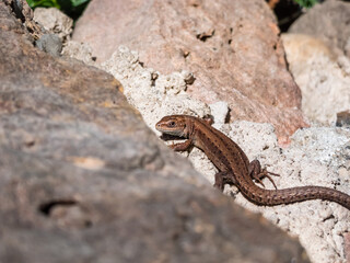Young Viviparous lizard or common lizard (Zootoca vivipara) sunbathing in the brigth sun on the vertical rock wall in the garden in spring