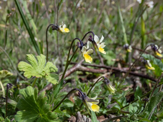 Macro shot of the small, low-growing European field pansy (Viola arvensis) flowering in grassland or meadow in sunlight in summer