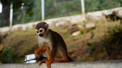 A small monkey with a long tail in the forest, close-up. funny primates in a nature park, animal watching