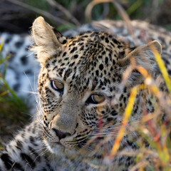 a leopard cub close up