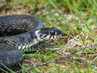Close-up shot of Black grass snake (Natrix natrix) on the ground in summer. Eurasian non-venomous snake showing the yellow collar