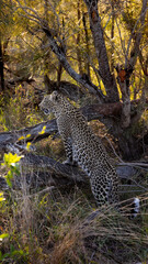 leopard roaming freely in the wild of Africa