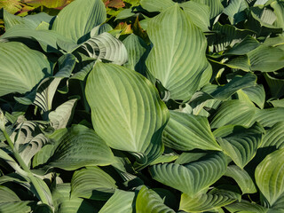 Fototapeta na wymiar Large to giant hosta (hybrid of Hosta nigrescens) 'Krossa Regal' with smooth, thick, widely-veined, blue to gray leaves that have slightly wavy margins growing in the garden
