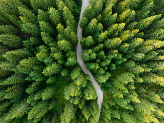 View from above, stunning aerial view of a beautiful mountain forest with a dirt road in the middle. Dolomites, Italy.
