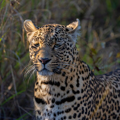 Fototapeta na wymiar leopard roaming freely in the wild of Africa
