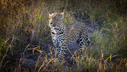 Fototapeta na wymiar leopard roaming freely in the wild of Africa