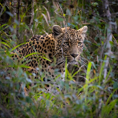 Naklejka na ściany i meble leopard roaming freely in the wild of Africa