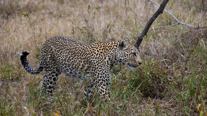 leopardess on the move in the bushveld