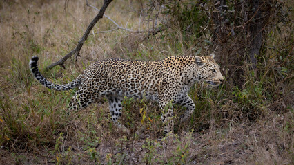 leopardess on the move in the bushveld