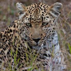 Fototapeta na wymiar Leopardess was seen on an African safari