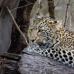 Young leopard cub resting on a dead tree